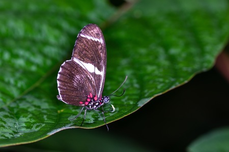 PAPILLON-13.jpg